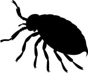 A macro close-up of a black beetle, an insect pest, isolated on a white background, perfect for wildlife and nature illustrations