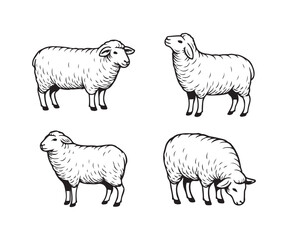 Charming hand-drawn sheep illustrations showcasing gentle farm animals in various natural poses, perfect for rustic designs and agricultural themes.