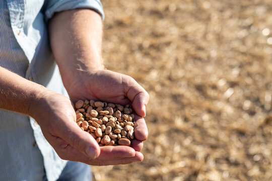 Farmer holding a sample of faba beans at harvest time
