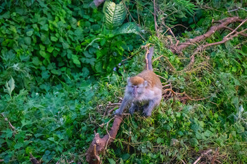 Monkey seen walking over vibrant green forest floor full of foliage.