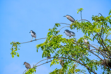 Group of small birds perched on leafy tree branches under a bright, clear blue sky. © Yan