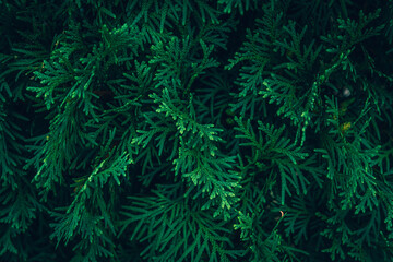 A close up of green White Cedar Thuja branches