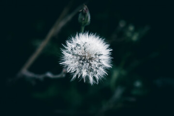 A close up of a white fluffy seed flower on a meadow