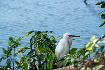 Two white egrets stand side by side facing a calm lake, surrounded by green leaves and soft blue reflections.