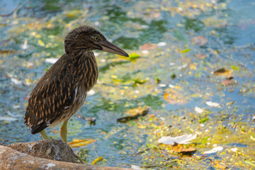 A bird balances on a large tree root near a pond in a forest setting, surrounded by earthy ground tones and partial shade.