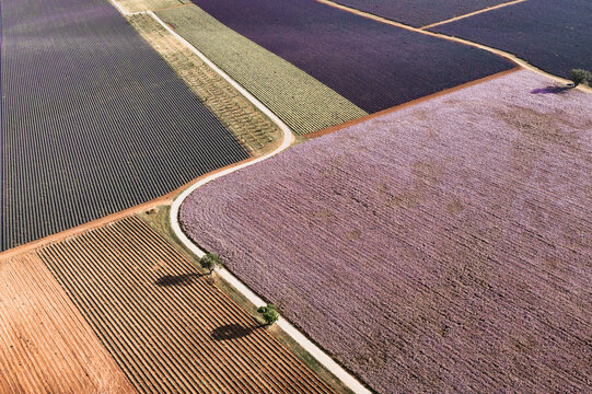 Aerial view of neatly divided fields in shades of purple and brown meet in sharp contrast, creating a patchwork quilt of agriculture, Valensole, France.