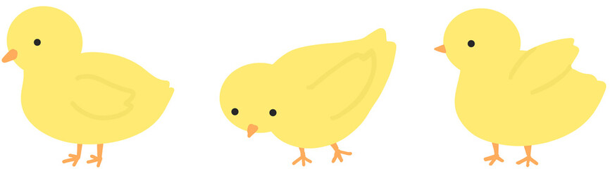 three chicks on white