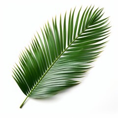 Tropical leaf on white isolated background, plant, realistic photo