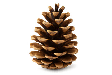 Studio shot of a pine cone isolated on transparent background, highlighting its intricate details and texture