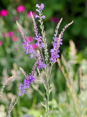 Close-up of a flower with tall purple spikes in a garden