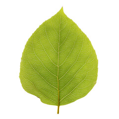 Obraz premium Vibrant green leaf isolated on white background