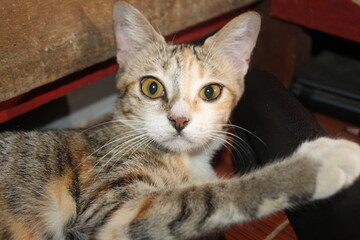 orange-brown cat looking at camera