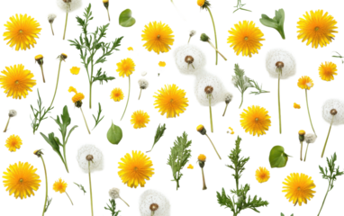 Dandelions and dandelion seeds on white background,png