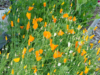 bright orange yellow Californian poppies growing on an allotment plot