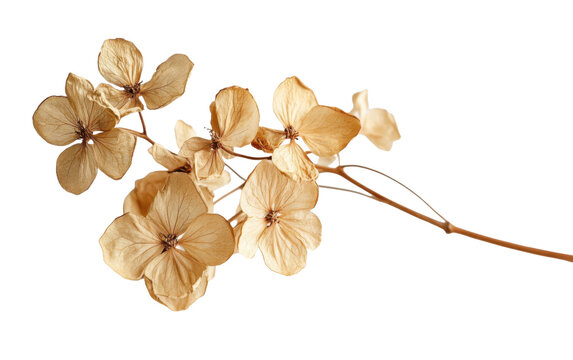 Dried flower on white background,png