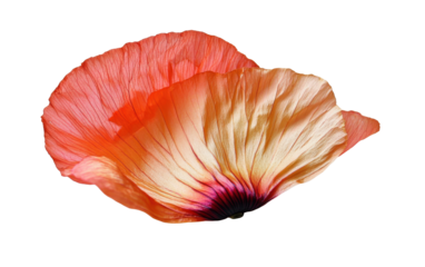 Dry poppy blossom flower on white background,png