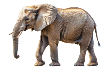 Elephant on white background,png
