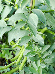 close up of an organically grown broad beans showing leaves and pods