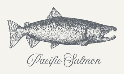 Detailed vintage illustration of Pacific Salmon, perfect for educational or artistic projects.