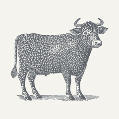 Black and white vintage illustration of a bull, showcasing intricate details.