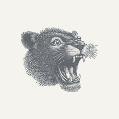 Vintage engraving of a roaring tiger's head, showing off its teeth.