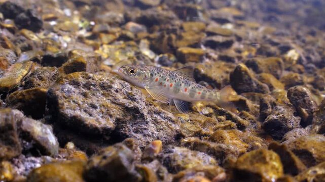 Underwater shot of a juvenile brown trout foraging for food in the current of a chalk stream, Wiltshire UK