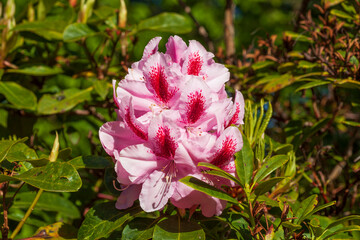 Pink Rhododendronblüte, Close-Up, Deutschland