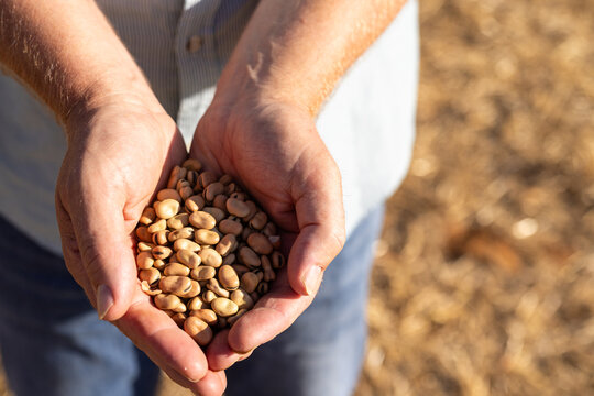 Farmer holding a sample of faba beans at harvest time