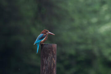 White throated kingfisher perched on a iron poster,  showing vibrant blue feathers and brown plumage against a natural green background.