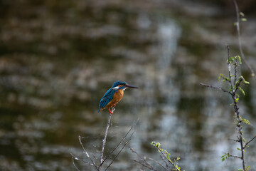 Colorful common kingfisher perched on a thorny branch against green background. It has vibrant colors with blue feathers, orange underparts, and long pointed beak in natural habitat.