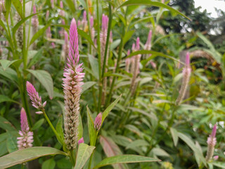 Vibrant pink and white Celosia argentea flowers, known as plumed cockscomb or silver cockscomb, alongside a road with blurred greenery. Related to ornamental plants, roadside flora, natural beauty