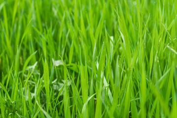Green grass with long leaves close-up with blurred background and empty copy space to add text, advertising slogan in upper left corner on the theme of eco-friendliness, nature conservation