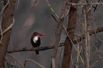 A beautiful White throated kingfisher perched on a dry branch . Colorful bird with vibrant turquoise wings, chestnut body and bright red beak against a blurred background.