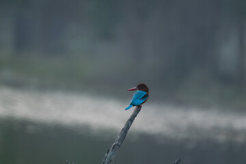A beautiful White throated kingfisher perched on a dry branch . Colorful bird with vibrant turquoise wings, chestnut body and bright red beak against a blurred background.