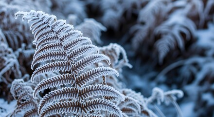 Frost Fern Leaf