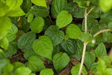 Betel leaves closeup. Green leaves. Nature background. Selective focus.