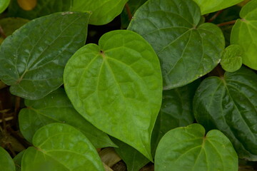 Betel leaf closeup. Green leaf. Nature background. Selective focus.