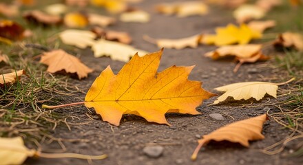 Autumn Leaf on Ground