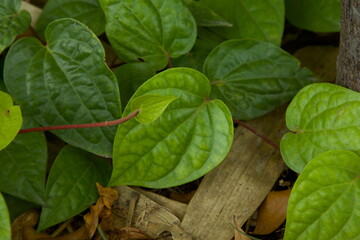 Betel leaf closeup. Green leaf. Nature background. Selective focus.