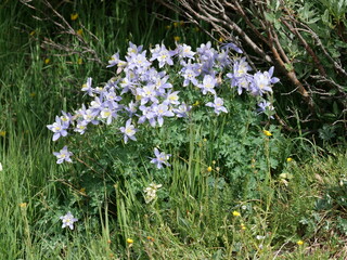 Fototapeta premium Colorado Blue Columbine Wildflowers Blooming along Mitchell Lake Trail, Indian Peaks Wilderness, Colorado
