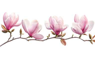 Obraz premium Beautiful pink spring magnolia on white background,png