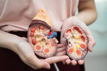 Chronic kidney disease, Asian woman with model for treatment urinary system, urology, Estimated...