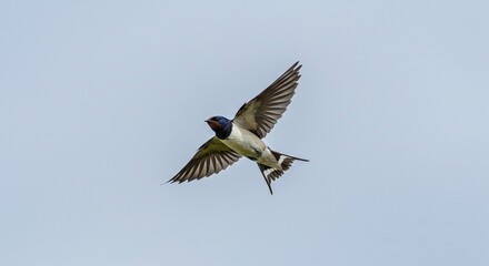 Swallow Mid-Flight Against Sky Graceful Motion Freeze