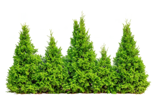 A row of lush green evergreen trees with dense foliage isolated on transparent background