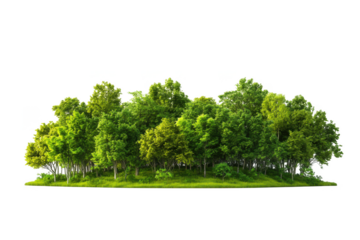Lush green forest with varied trees and grassy foreground isolated on transparent background