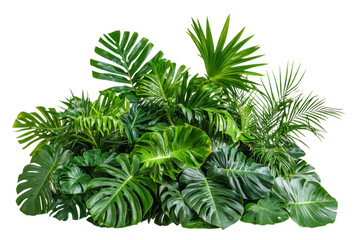Lush tropical foliage arrangement with monstera and palm leaves isolated on transparent background