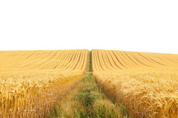 Golden wheat field with a grassy path leading into the distance isolated on transparent background