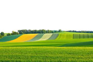 Rolling green and yellow fields with lush trees and clear sky isolated on transparent background