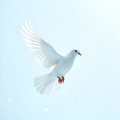 birds with white background