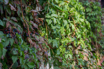 Hedera helix (Parthenocissus quinquefolia). natural background